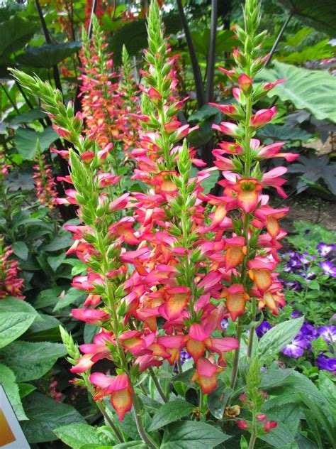 Digiplexis 'Flame - Foxglove Blooms in early to