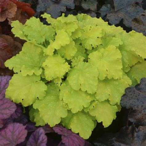 Huechera'Twist of Lime' -Coral bells Partial Shade Shade