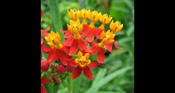 Butterflyweed - Tropical blue
