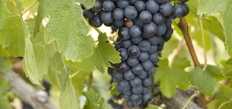 It involves extraction of these compounds from a homogenised grape sample, expression of their colour at low ph and quantification based on their absorbance in the visible region of the light