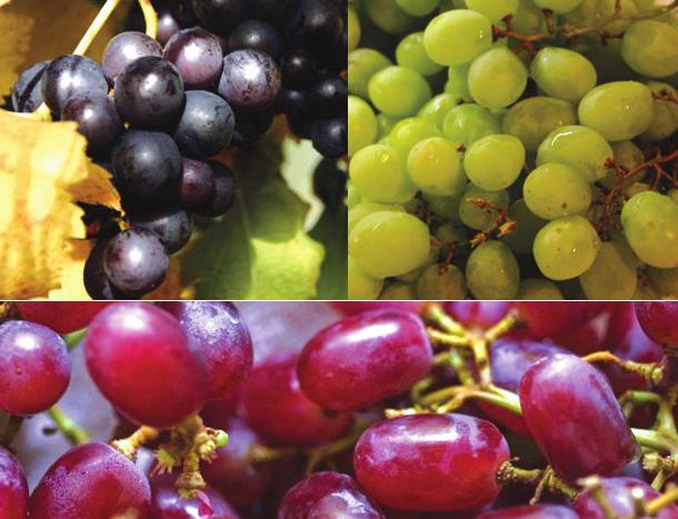 GRAPES Grapes can be stored in the refrigerator for one week. Table grapes come in black, blue, golden, red, green, purple and white, and can have seeds or be seedless.