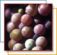 Grapes are easier to peel when they're frozen. Just rinse frozen grapes in lukewarm water until skins split. Skins will then slip right off.