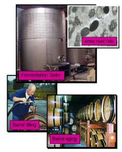 Fermentation Fermentation and Aging: Fermentation will continue until all of the sugar has been converted to alcohol, or until the alcohol concentration reaches about 18%. This takes 2-3 weeks.