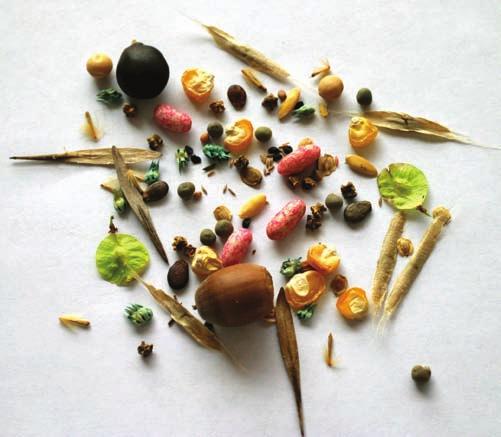 A seed is a small emryoni plant enlosed in a overing alled the seed oat. Seeds vary in olor, shape, size, and texture. Seed oats are the hard outer overing of seeds.