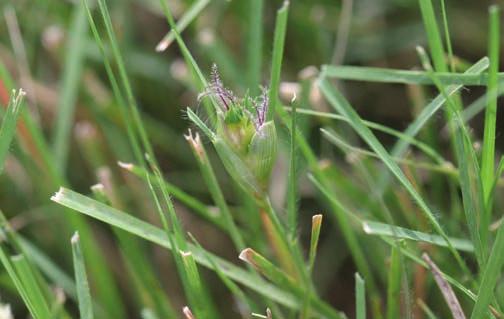 Figure 5. Male (a) and female () uffalograss flowers grow on separate plants, indiating it is a dioeious plant. Fruits Fruits are the ripened ovaries of flowers.