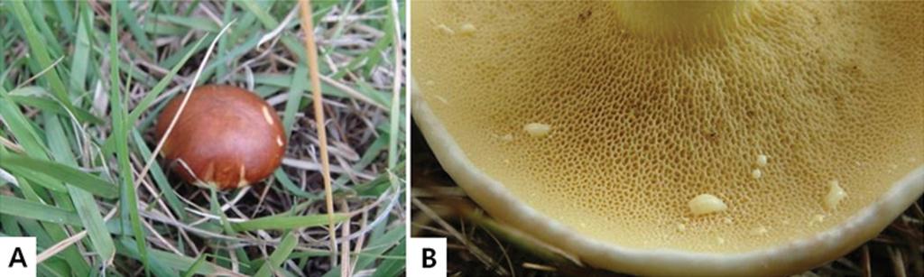 8 Lee and Koo Fig. 1. Fruiting body of Suillus granulatus. A, Brown sticky cap surface; B, Lactating pored gills. brown sticky cap and lactating pored gills (Fig. 1). The genets of S.