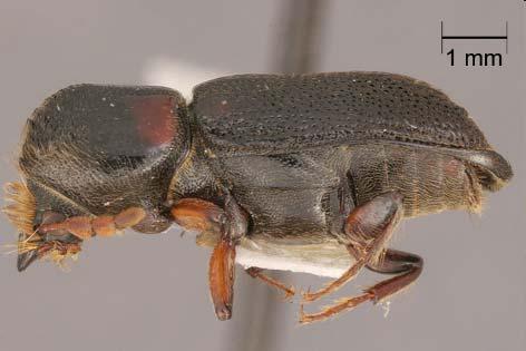 : Cerambycidae): oak cordwood borer (phloem/xylem feeder) Scobicia