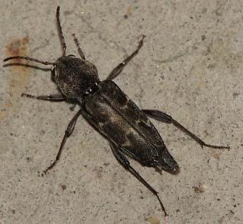 : Bostrichidae): false powerpost beetle (xylem feeder) Temnochila