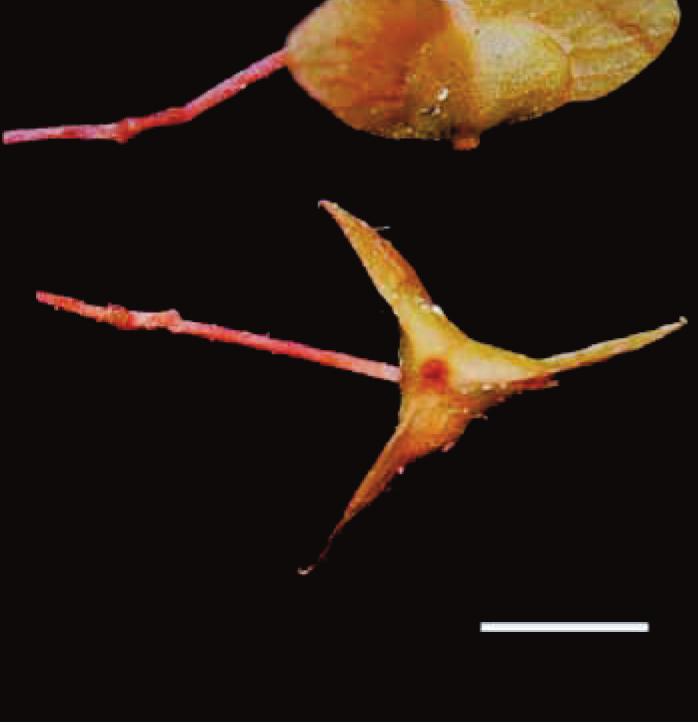 Begonia droopiae Ardi. A. Habit; B.