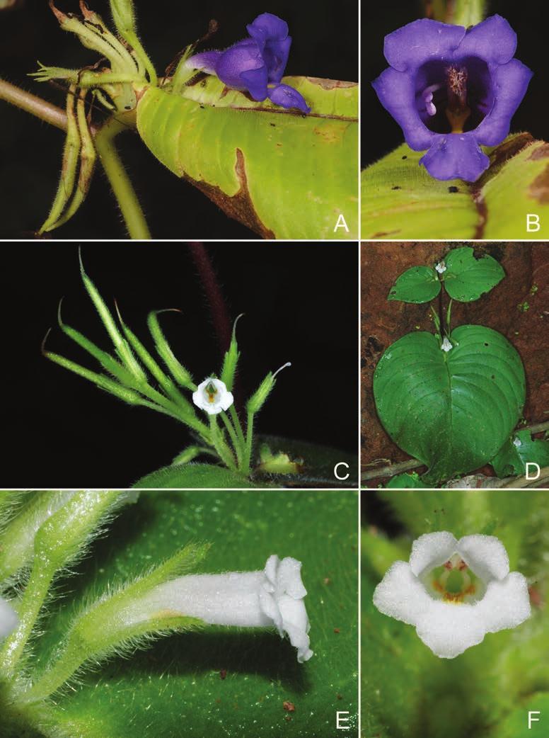 A revision of Microchirita in Thailand 223 Fig. 3. Microchirita aratriformis (D.Wood) A.Weber & D.J.Middleton. A. Side view of the flower. B. Front view of flower. All from Tetsana, N. et al. 871.