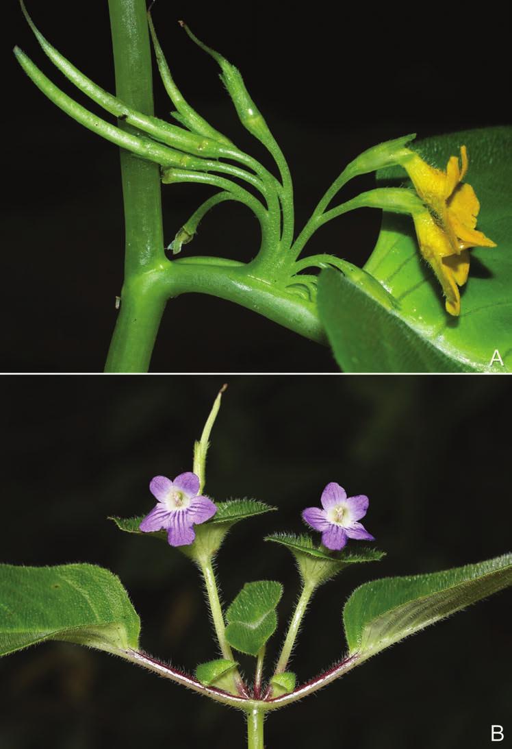 A revision of Microchirita in Thailand 213 Fig. 1. Inflorescence types. A. Cristate inflorescence of Microchirita bimaculata (D.Wood) A.Weber & D.J.Middleton.