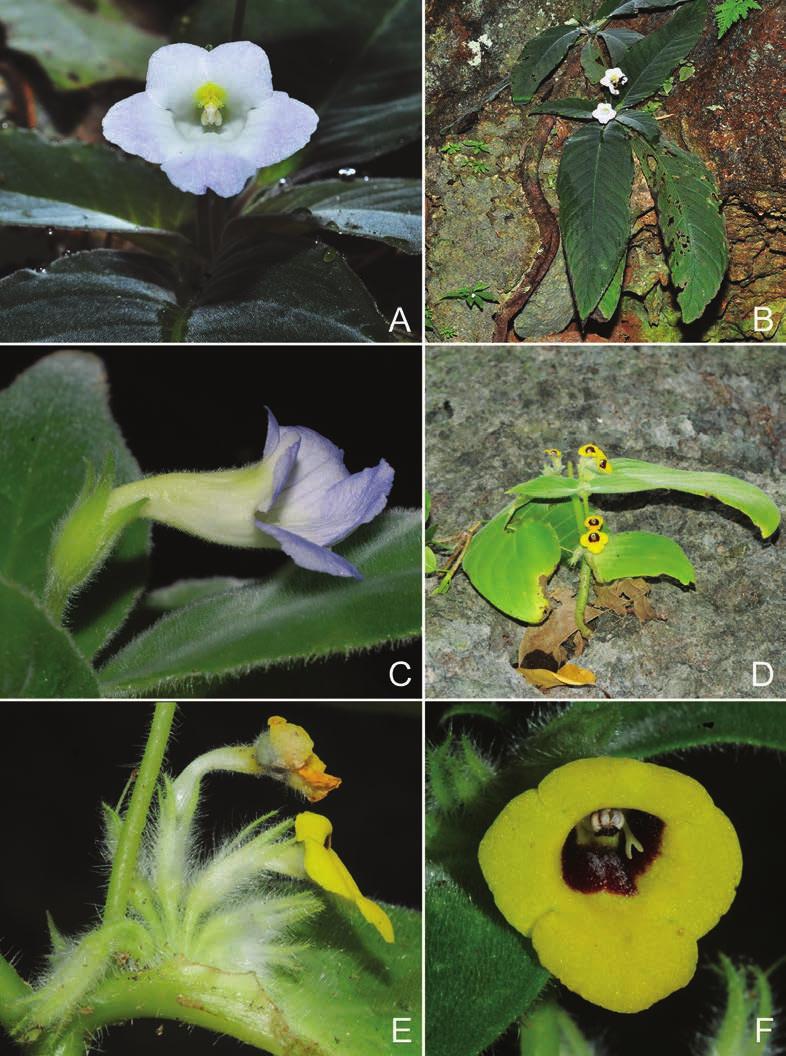 260 Gard. Bull. Singapore 69(2) 2017 Fig. 12. Microchirita mollissima (Ridl.) A.Weber & D.J.Middleton var. mollissima. A. Front view of the flower. B. Habit. C. Side view of the flower.