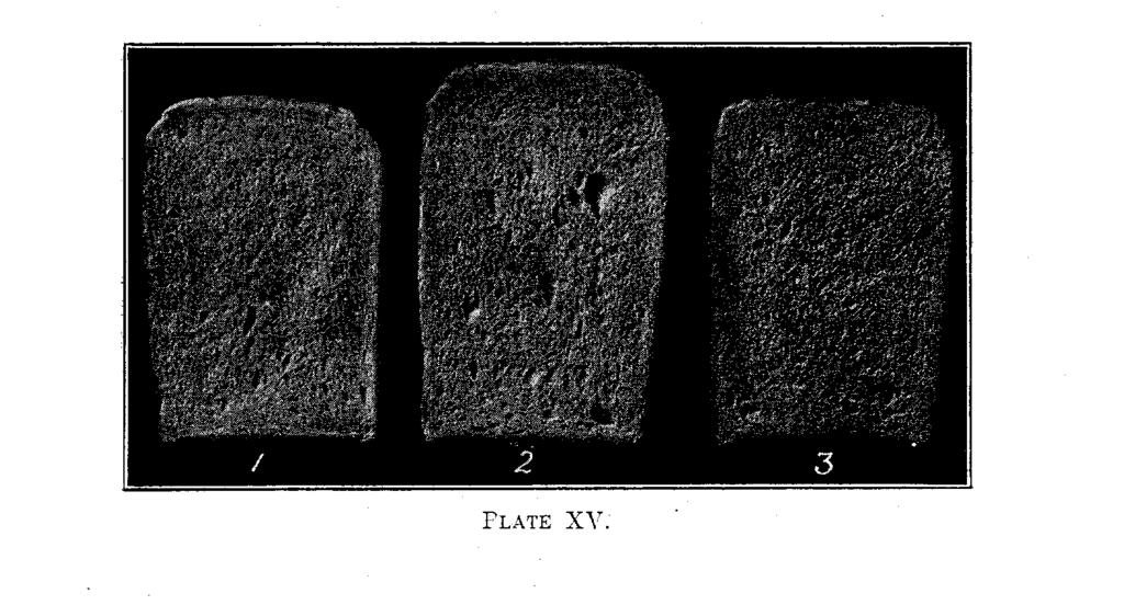Photographs of Bread from Mill-Stream Flours from Fivebreak Mill. These are shown in plates XV to XX.