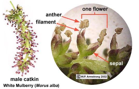 4. Catkin: Inflorescence With Unisexual Flowers Left: Male (staminate) catkin from the white mulberry (Morus alba), a fruitless variety commonly planted as a shade tree in southern California.