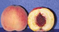 Kinds of fruits Fleshy (fruits whose mesocarp is at least partly fleshy at maturity) or dry (mesocarp is definitely dry at maturity).