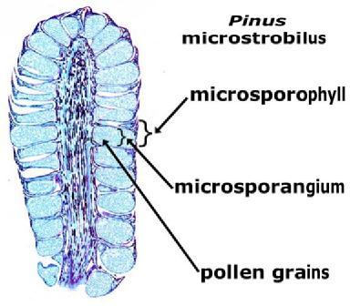 (microspores)