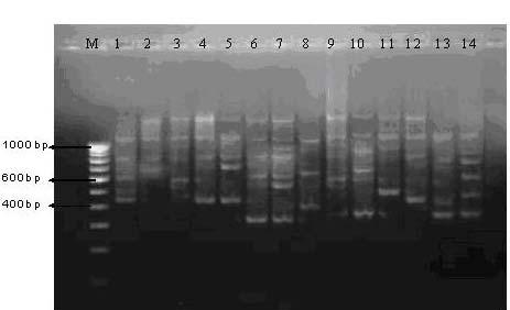 For the purpose of illustration, the RAPD fingerprints or electrophoretogram generated for seven Saccharomyces isolates using 10-mer random primers are presented in (Figure 5 & 6).