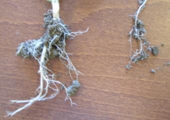 Oil Seed Rape from the 2011 trial shows clear differences in leaf size, root length and root mass between plants grown in the conventional strip and those grown where Compost Tea was used in another