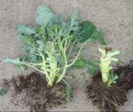 Comparative pictures of different vegetables grown with and without Compost Tea in an open raised bed Typical results of using compost
