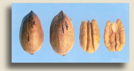 Gafford (AL seedling) Type I. 56 nuts/lb. 50% kernel. Produces a moderate quality nut with bright kernels. Nuts are mediumsized, and harvest is midseason.