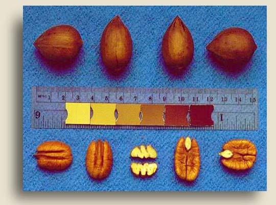 To maintain quality and reduce alternate bearing, crop thinning will be required. Headquarters (AL seedling, Elliott x?) Type II. 60 nuts/lb. 54% kernel.
