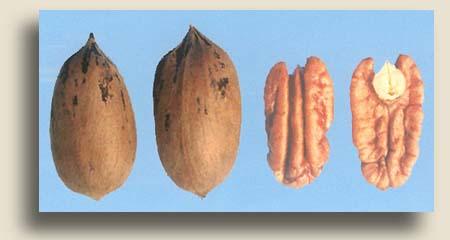 In other words, we feel like it is the most scab resistant pecan variety that has ever been tested. Nut quality is good, but nut size is probably too small for commercial use.