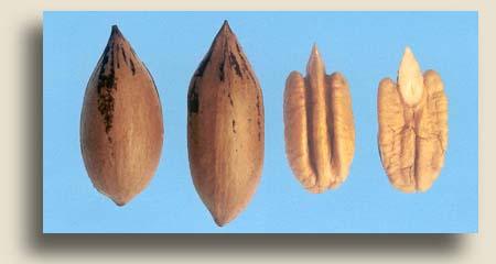 Syrup Mill (AL seedling) Type I. 65 nuts/lb. 47% kernel. This cultivar has produced good yields, is extremely vigorous, and retains foliage well.