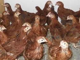 Pullet Grower Crumble (Medicated) For Poultry This Product does not contain restricted Animal Material.