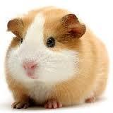 Guinea Pig Mix For Guinea Pigs/Rabbits This Product does not contain restricted Animal Material.