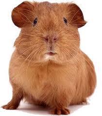 Guinea Pigs should have fresh clean water available to them at all times.