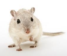 Rat & Mouse Mix For Pet Rats and Mice This Product does not contain restricted Animal Material.