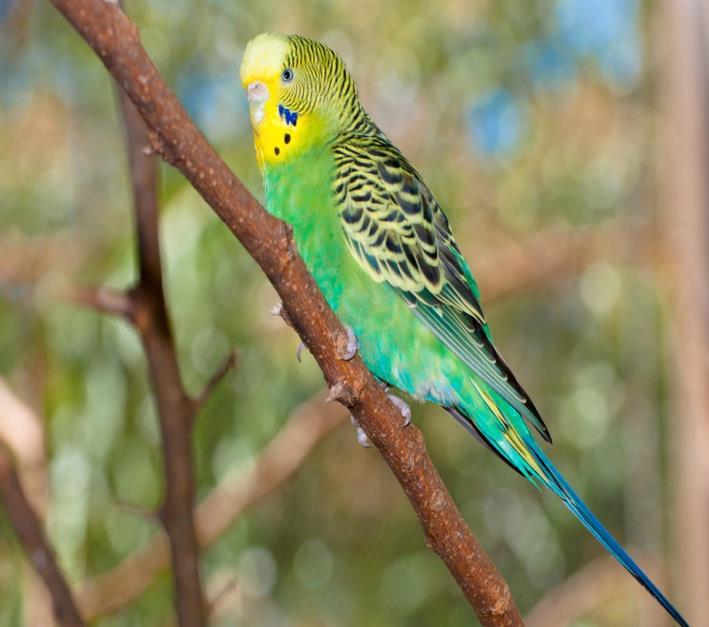 Budgie Mix Allora Grain & Milling Budgie Mix is appropriate to be fed