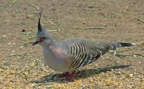 Pigeon Mix Allora Grain & Milling Pigeon Mix is appropriate to be fed to Pigeons, Doves and Quails with the