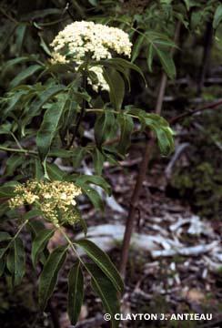 Blue Elderberry / Sambucus cerulea Characteristics: A deciduous shrub that can grow 3 feet to 20 feet with long leaves and reddish-brown bark.