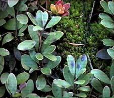 Kinnikinnik / Arctostaphylos uva-ursi Characteristics: A trailing ground cover that can spread 12 feet and rarely gets over 8 inches off the ground. It has small evergreen leaves and thin, gray bark.