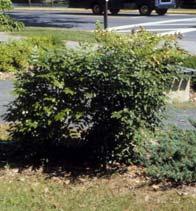 Sites: It is an adaptable tree found in saturated to well-drained soils, especially in marshy or gravelly sites. It is tolerant of low nutrient soils and enjoys full sun.