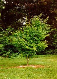Vine Maple / Acer circinatum Characteristics: A broad-leaved, long lived deciduous tree, multitrunked, with 7 to 9 lobed roundish leaves and growing to the approximate height of 23 feet.