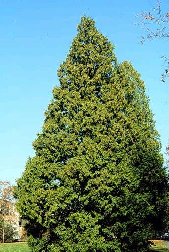 Western Hemlock / Tsuga heterophylla Characteristics: An evergreen coniferous tree that grows to 200 feet with drooping branches and dark brown to reddish bark.