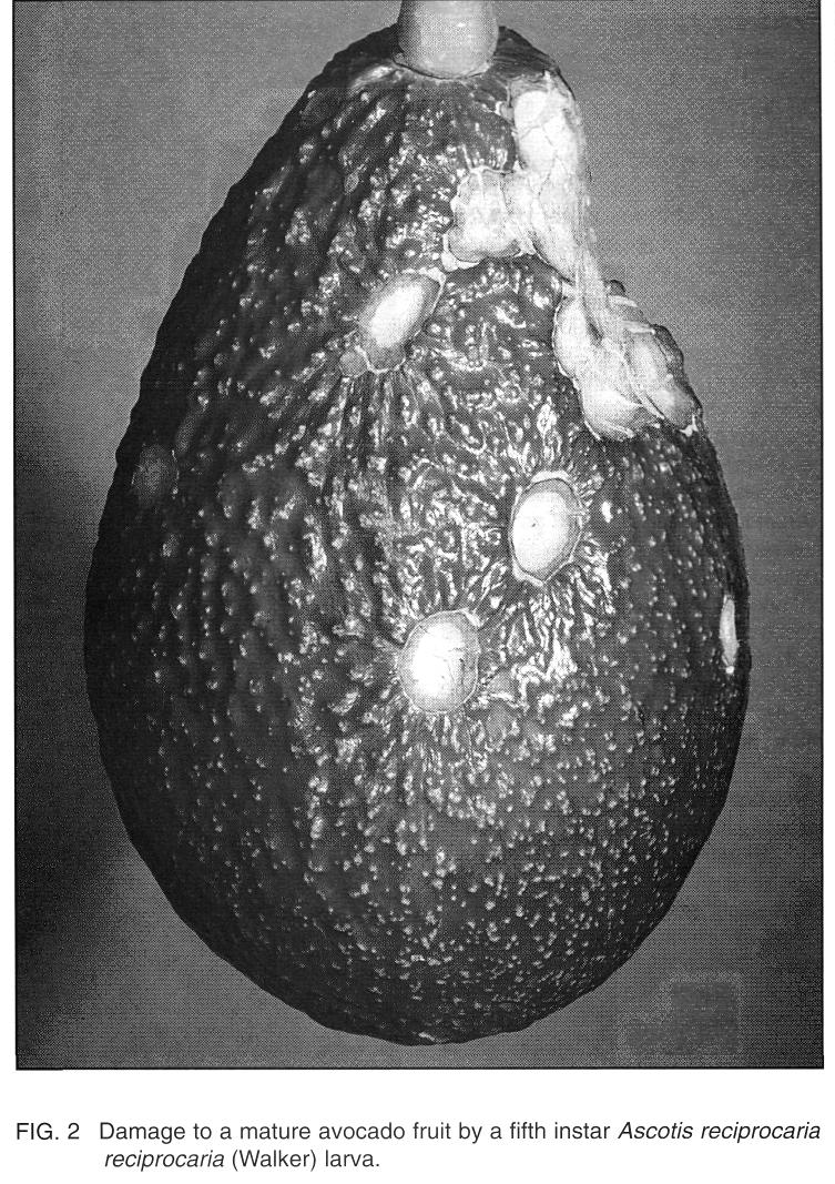 cultivars also exhibited the largest percentage surface area damaged by looper per fruit, with up to 50% of the fruit surface on Edranol and Hass being removed (Table 2).