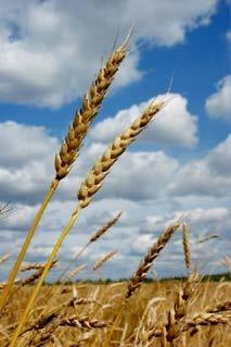 in: wheat (gliadin) barley (hordein)