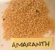 Gluten Free Grains and Seeds Amaranth: High protein, fiber,