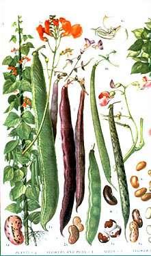 Bean family - Fabaceae 2 nd to grasses in economic importance Major crops: soybeans, peanuts, beans, peas, alfalfa, clover,