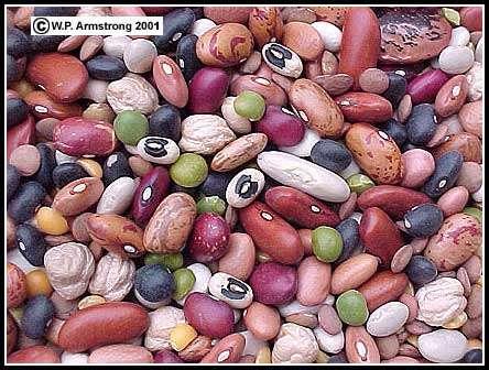 Garden Beans Phaseolus vulgaris Nineteen varieties of beans: Northern, pinto, large lima, blackeye, garbanzo, baby lima, green split pea,