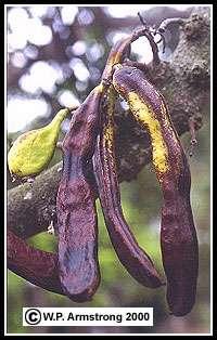 Carob - Ceratonia siliqua Carat is derived from the