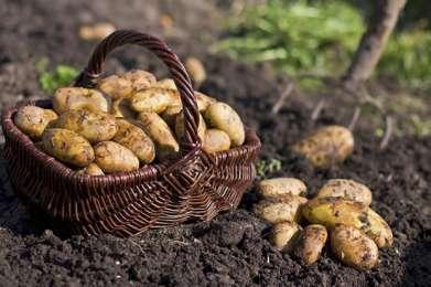 by potato fungus Phytophthora Russians