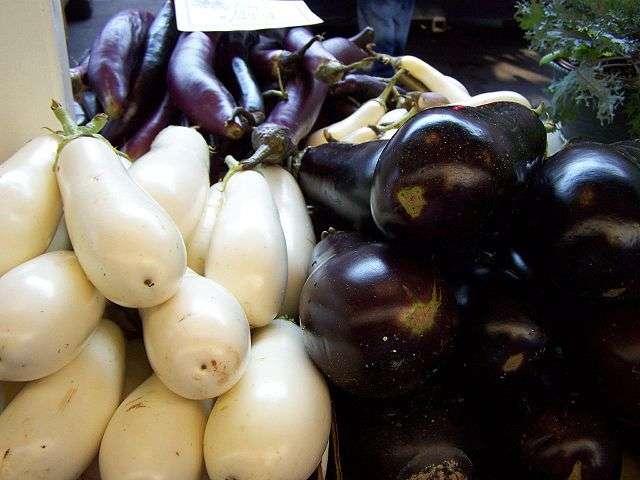 Eggplant Solanum melongena Native to
