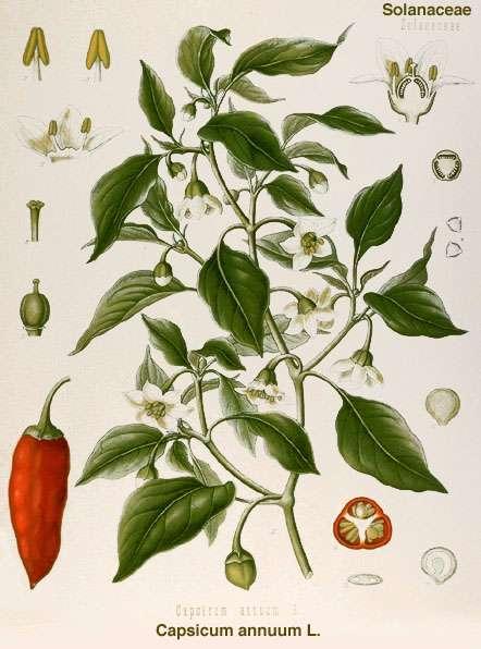 Peppers 3 main species, each with many varieties: Capsicum annuum Capsicum frutescens Capsicum