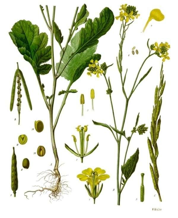 Mustard Family - Brassicaceae Leaves are alternate and simple.