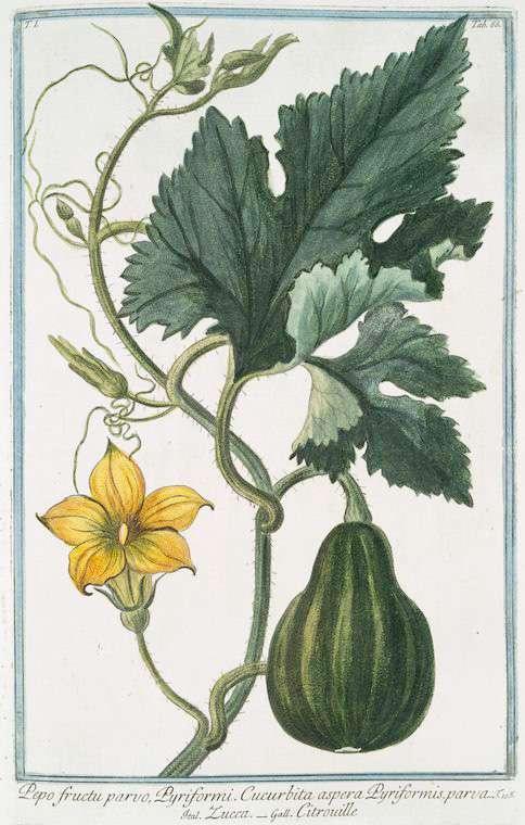 Squash Family - Cucurbitaceae Leaves palmately veined or lobed.