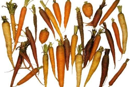 Carrot Family - Apiaceae Carrots, parsnips, celery Herbs: chervil, angelica, dill,